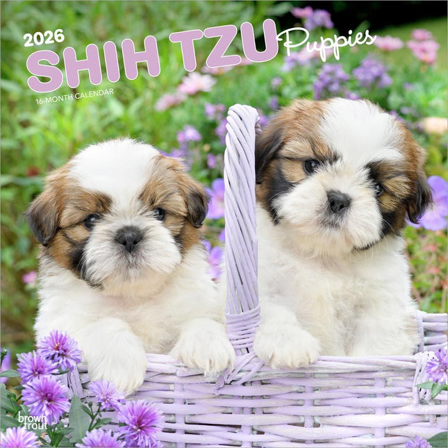 Browntrout Shih Tzu Puppies Kalender 2026