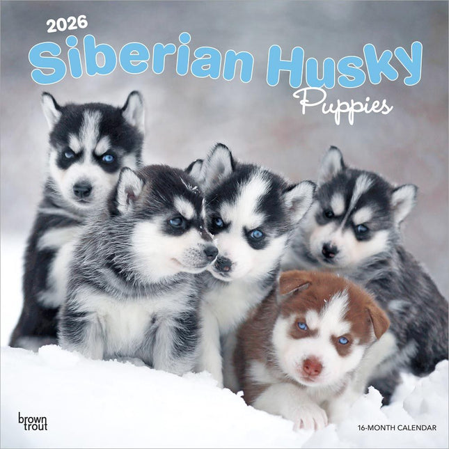 Browntrout Siberian Husky Puppies Kalender 2026