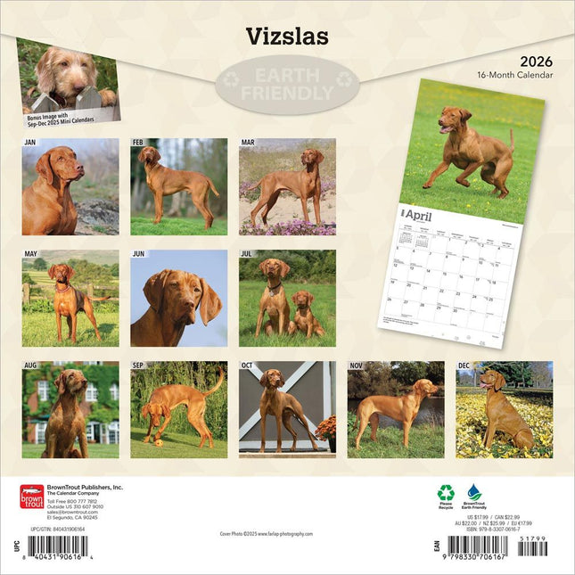 Browntrout Vizsla Kalender 2026