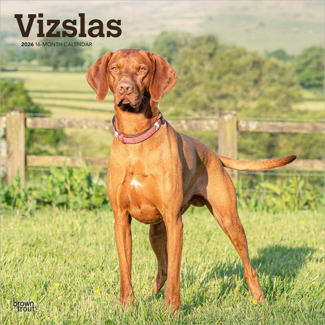 Browntrout Vizsla Kalender 2026