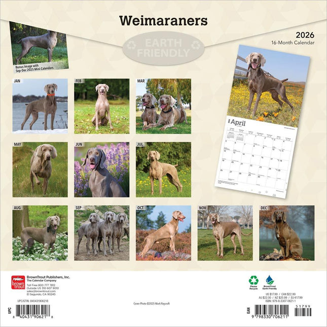 Browntrout Weimaraner Kalender 2026