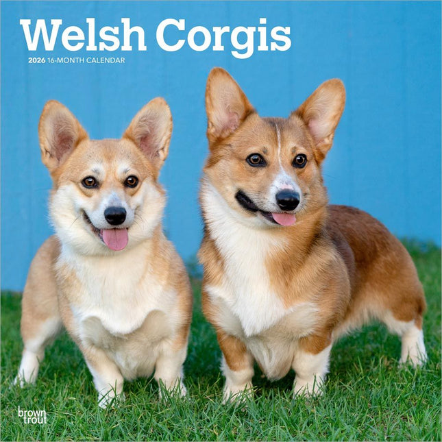 Browntrout Welsh Corgi Kalender 2026