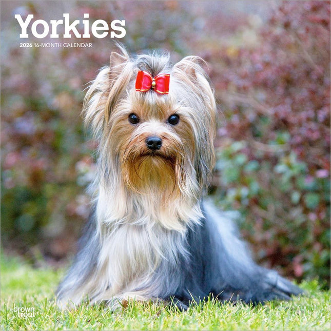 Browntrout Yorkshire Terrier Kalender 2026