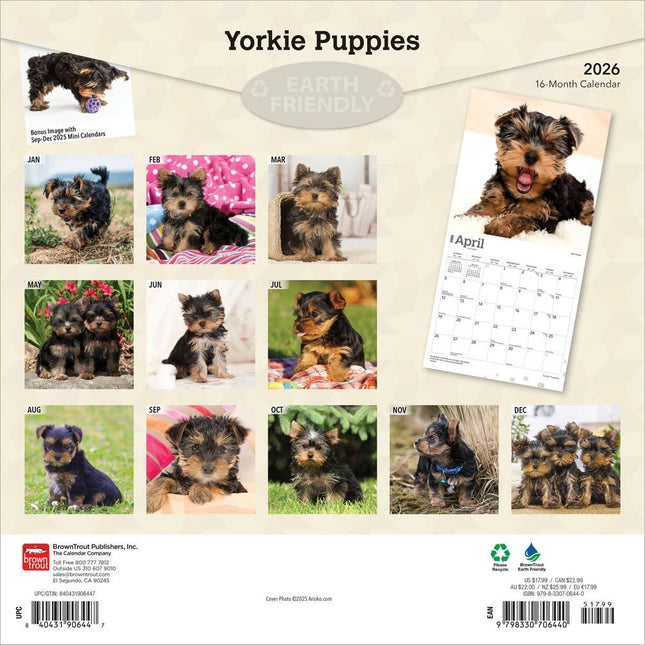 Browntrout Yorkshire Terrier Puppies Kalender 2026