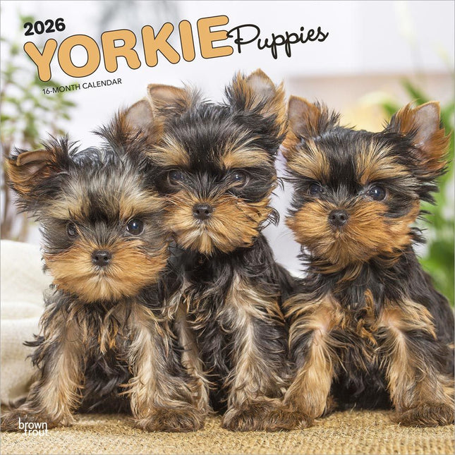Browntrout Yorkshire Terrier Puppies Kalender 2026