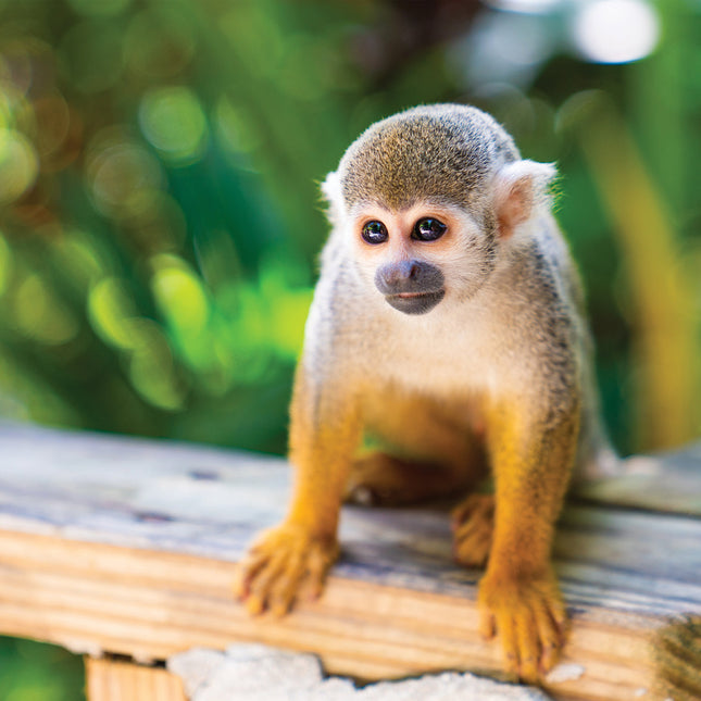 CalendarsRUs Apen Kalender 2026