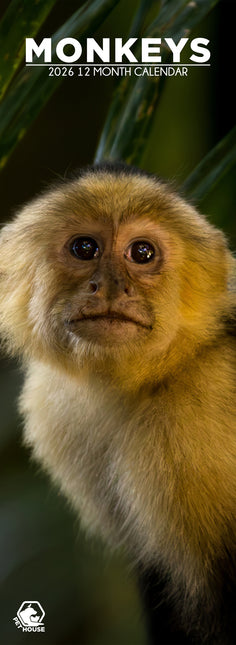 CalendarsRUs Apen Slimline Kalender 2026