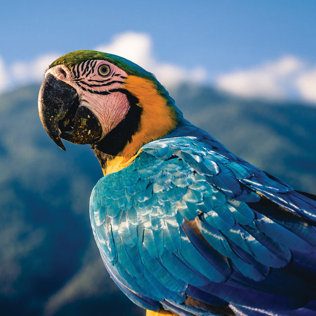 CalendarsRUs Ara Kalender 2026