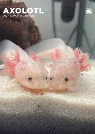 CalendarsRUs Axolotl A3 Kalender 2027