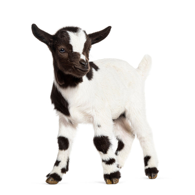 CalendarsRUs Baby Geiten Kalender 2026