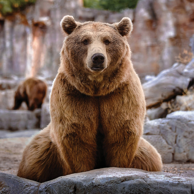 CalendarsRUs Beren Kalender 2026