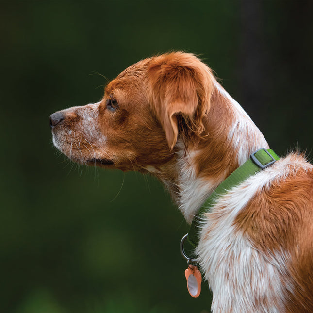 CalendarsRUs Brittany Spaniel Kalender 2026