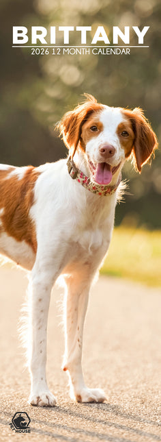 CalendarsRUs Brittany Spaniel Slimline Kalender 2026