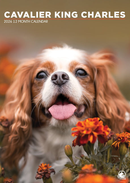 CalendarsRUs Cavalier King Charles Spaniel A3 Kalender 2026