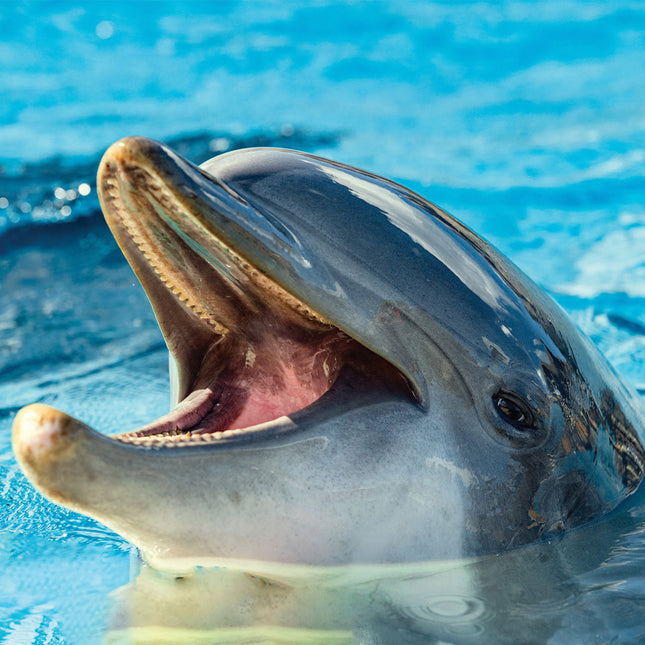 CalendarsRUs Dolfijnen Kalender 2026