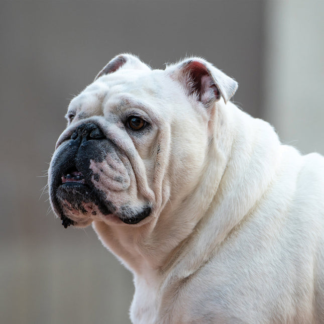 CalendarsRUs Engelse Bulldog Kalender 2026