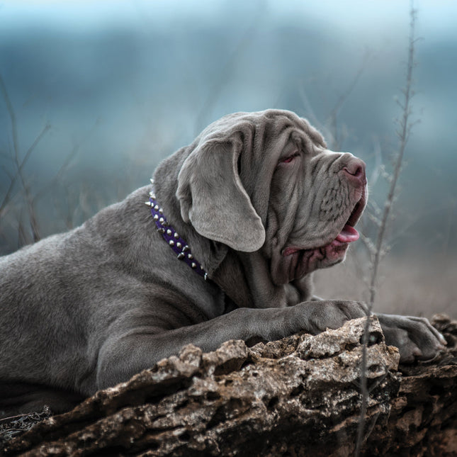 CalendarsRUs Engelse Mastiff Kalender 2026