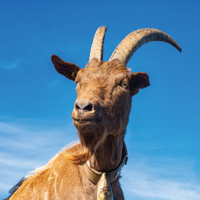 CalendarsRUs Geiten Kalender 2026