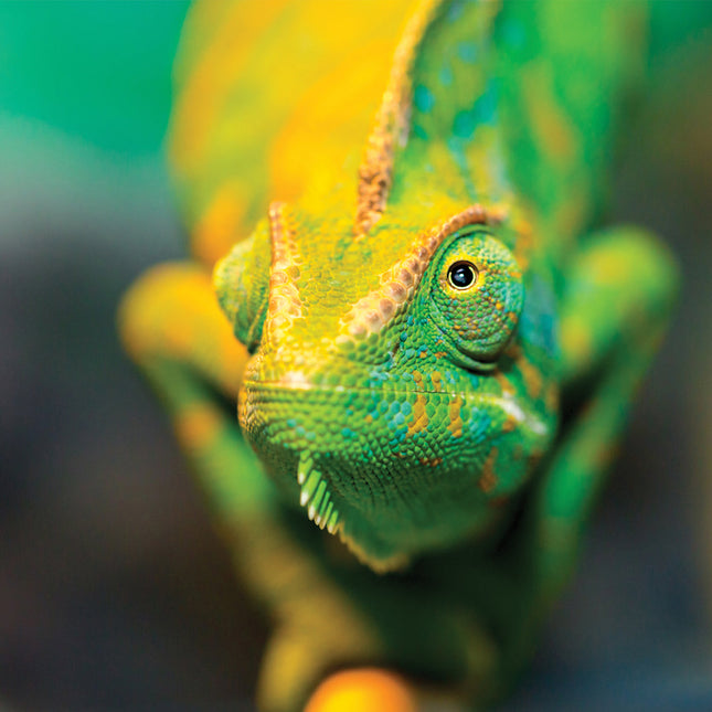 CalendarsRUs Hagedissen Kalender 2026