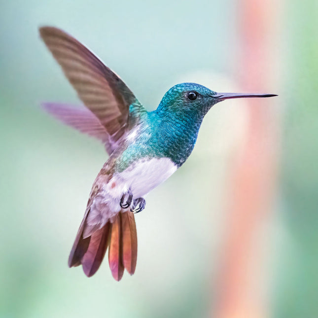 CalendarsRUs Kolibrie Kalender 2026