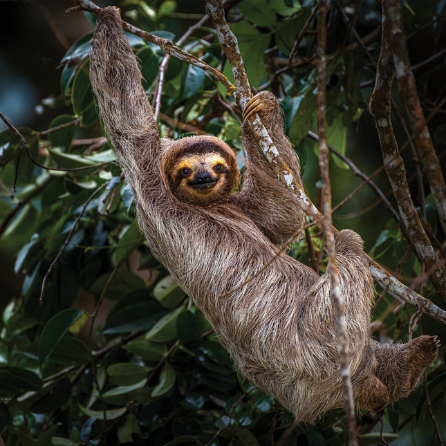 CalendarsRUs Luiaard Kalender 2026