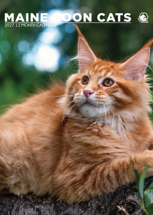 CalendarsRUs Maine Coon A3 Kalender 2027