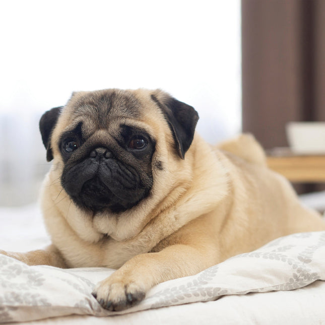 CalendarsRUs Mopshond Kalender 2026