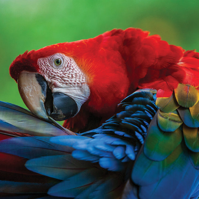 CalendarsRUs Papegaaien Kalender 2026