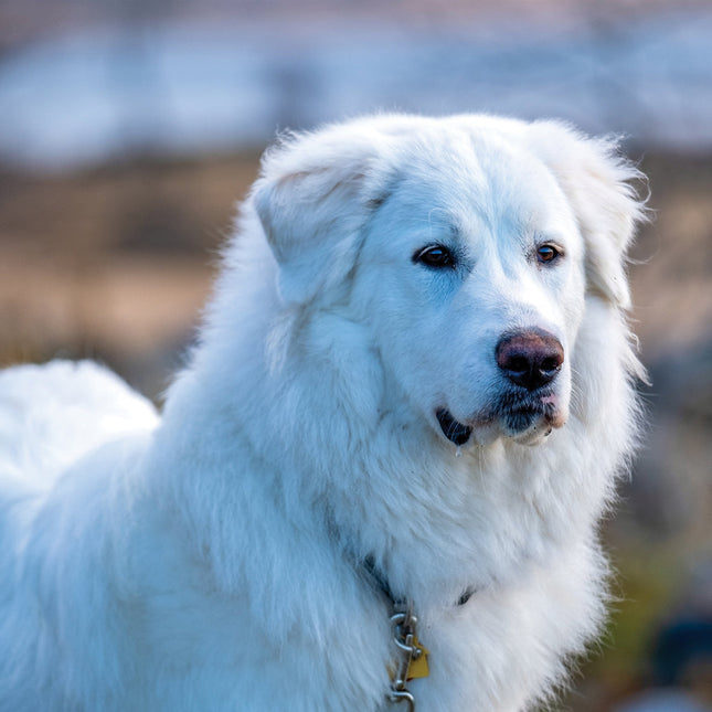 CalendarsRUs Pyreneese Berghond Kalender 2026