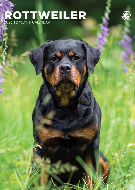 CalendarsRUs Rottweiler A3 Kalender 2026