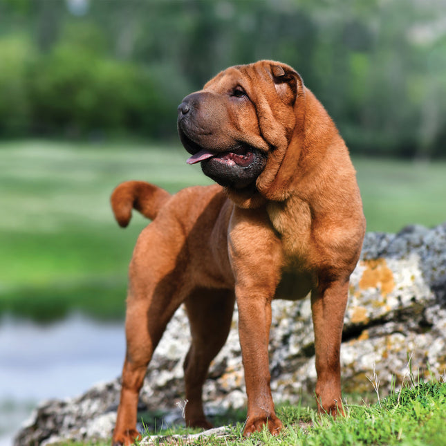 CalendarsRUs Shar Pei Kalender 2026