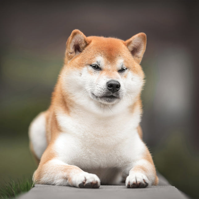 CalendarsRUs Shiba Inu Kalender 2026