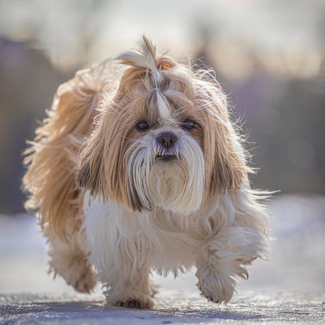 CalendarsRUs Shih Tzu Kalender 2026