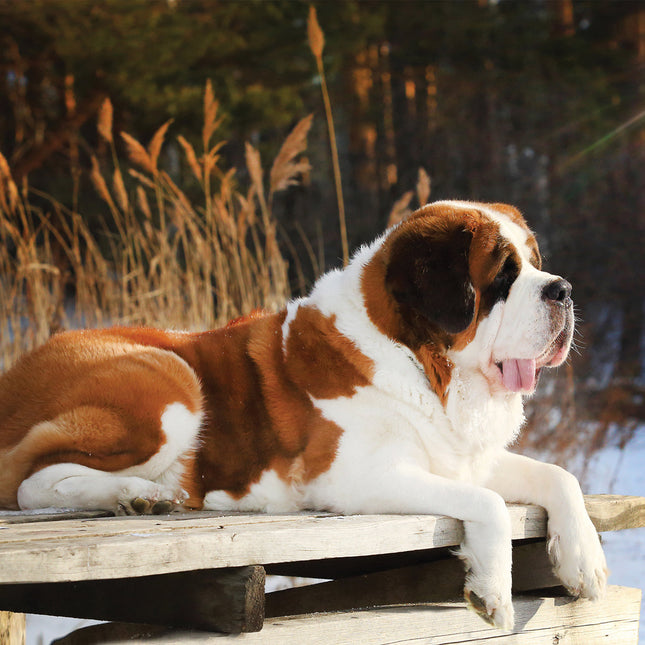 CalendarsRUs Sint Bernard Kalender 2026