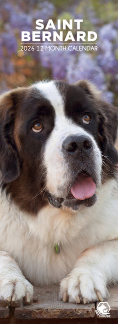 CalendarsRUs Sint Bernard Slimline Kalender 2026