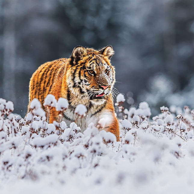 CalendarsRUs Tijger Kalender 2026