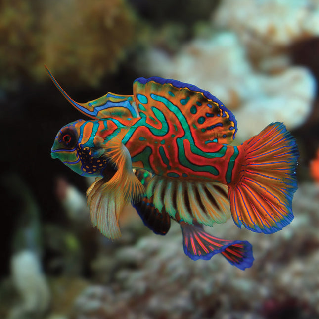 CalendarsRUs Tropische Vissen Kalender 2026