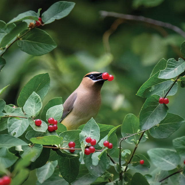CalendarsRUs Tuinvogels Kalender 2026
