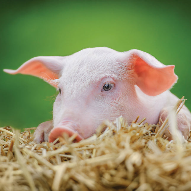 CalendarsRUs Varken Kalender 2026