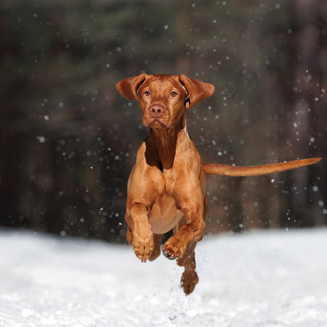 CalendarsRUs Vizsla Kalender 2026