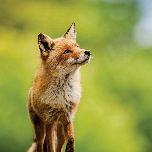 CalendarsRUs Vossen Kalender 2026