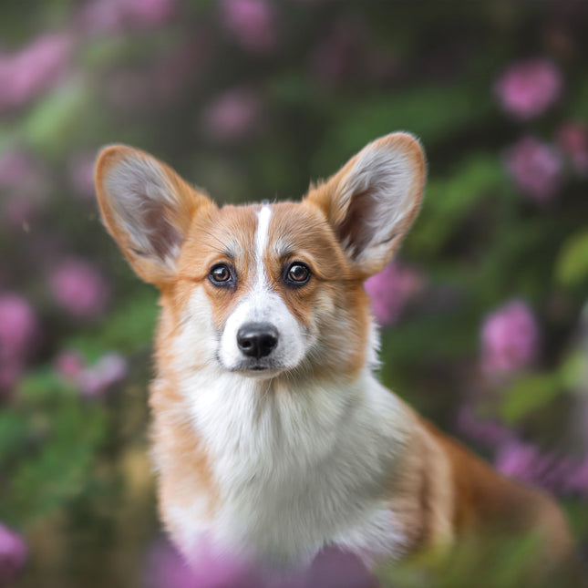 CalendarsRUs Welsh Corgi Kalender 2026