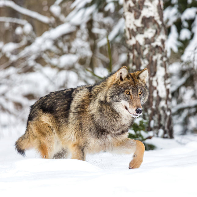 CalendarsRUs Wolven Kalender 2026