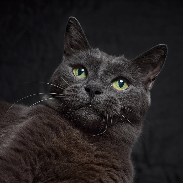 CalendarsRUs Zwarte Katten Kalender 2026