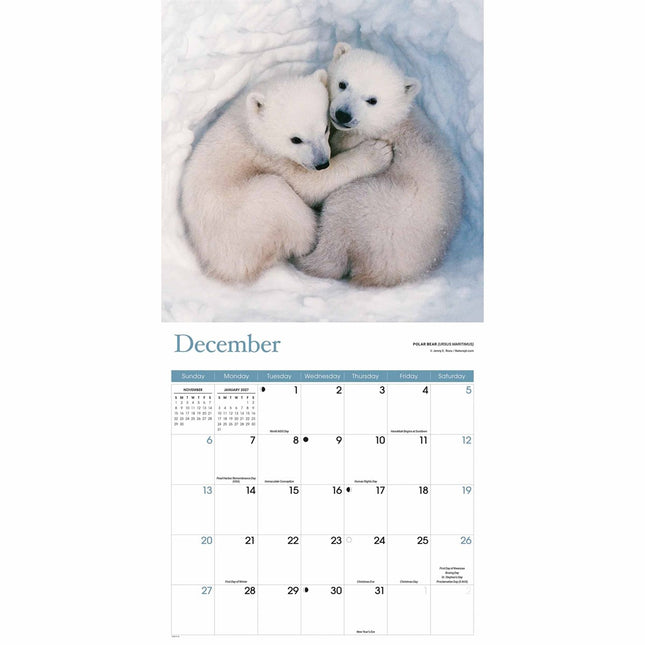 CarouselCalendars Baby Dieren Kalender 2026