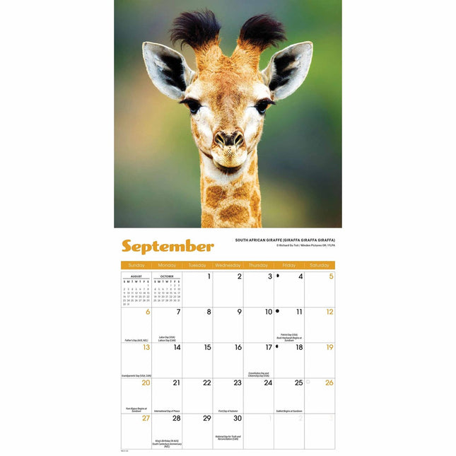 CarouselCalendars Baby Dieren Mini Kalender 2026