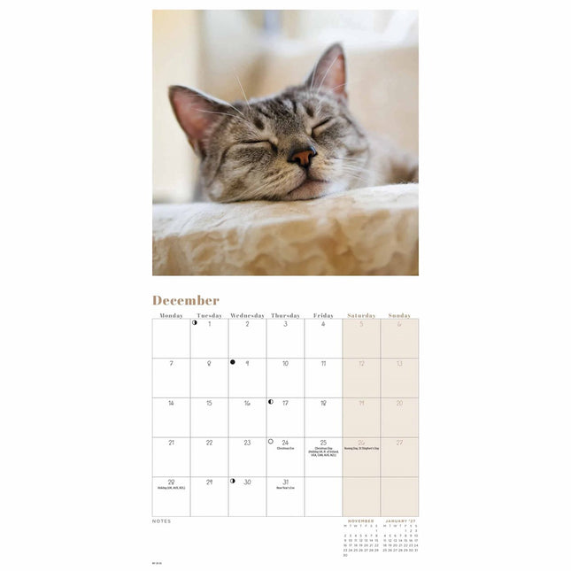 CarouselCalendars Cat Naps Mini Kalender 2026