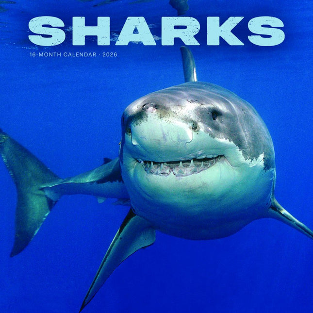 CarouselCalendars Haaien Kalender 2026