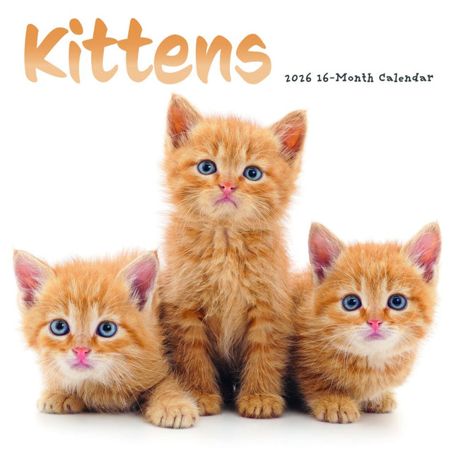 CarouselCalendars Kittens Kalender 2026