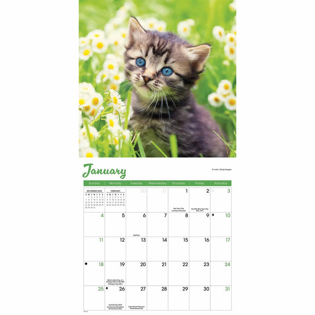 CarouselCalendars Kittens Mini Kalender 2026